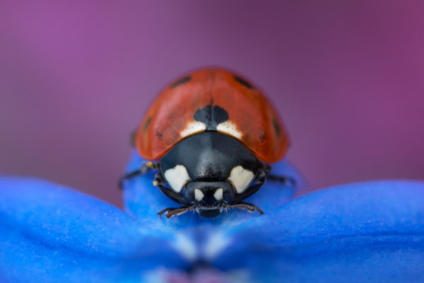 111548149-ladybug