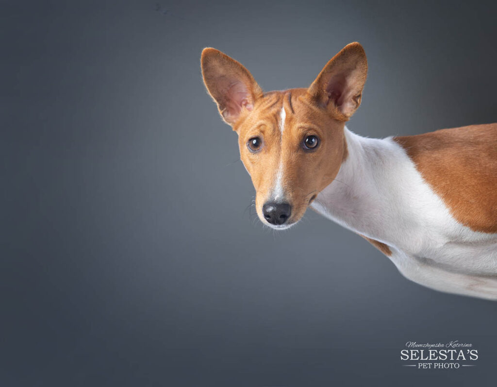 155833179_4076300315733677_6574204059326593726_n